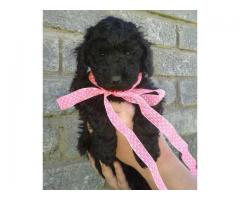 Miniature French Poodles puppies for sale