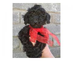 Miniature French Poodles puppies for sale