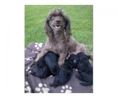 Miniature French Poodles puppies for sale