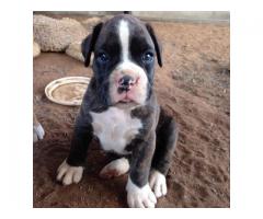 Beautiful Boxer puppies for sale