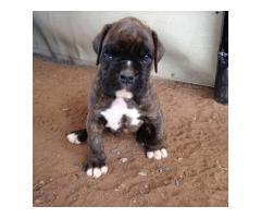 Beautiful Boxer puppies for sale