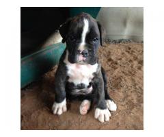 Beautiful Boxer puppies for sale