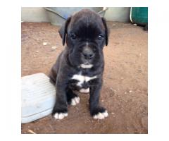 Beautiful Boxer puppies for sale
