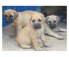 Boerboel dogs for sale