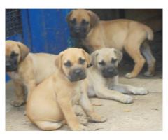 Boerboel dogs for sale