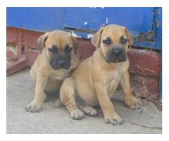 Boerboel dogs for sale