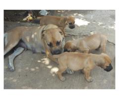 Boerboel dogs for sale