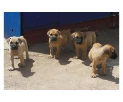 Boerboel dogs for sale
