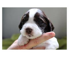 Springer Spaniel x Pointer puppies for sale