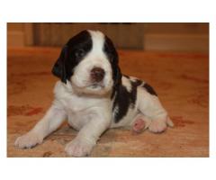 Springer Spaniel x Pointer puppies for sale