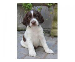 Springer Spaniel x Pointer puppies for sale