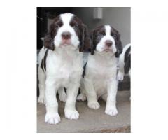 Springer Spaniel x Pointer puppies for sale