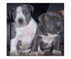Blue American Pit bull Puppies And Red Nose Puppies and large Dogs For Sale