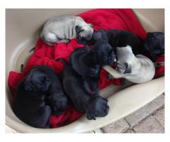 Beautiful Pug puppies for sale