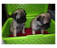 Beautiful Pug puppies for sale