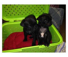 Beautiful Pug puppies for sale