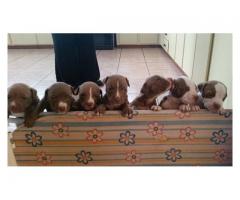 Pure bred Pitbull puppies for sale