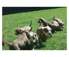 Pure bred Pitbull puppies for sale