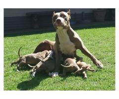 Pure bred Pitbull puppies for sale