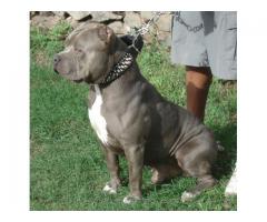 Blue American Pit bull Puppies And Red Nose Puppies and large Dogs For Sale