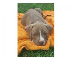Pure bred Pitbull puppies for sale