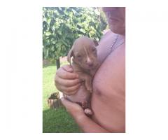 Pure bred Pitbull puppies for sale