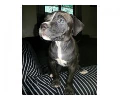 Pedigree American Pitbull Puppies for sale