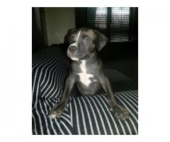 Pedigree American Pitbull Puppies for sale