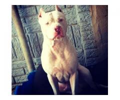 Pedigree American Pitbull Puppies for sale