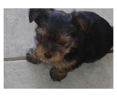 Registered Yorkie puppies for sale.