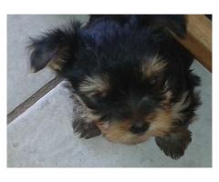 Registered Yorkie puppies for sale.