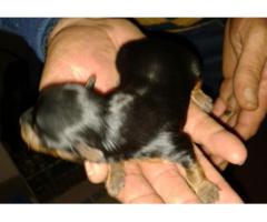 Registered Yorkie puppies for sale.
