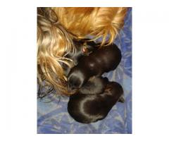 Registered Yorkie puppies for sale.