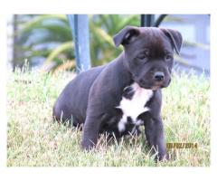 Staffie Terrier puppies for sale (Staffordshire)