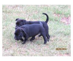 Staffie Terrier puppies for sale (Staffordshire)