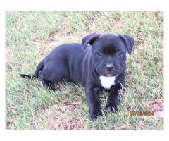 Staffie Terrier puppies for sale (Staffordshire)