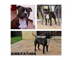 Staffie Terrier puppies for sale (Staffordshire)