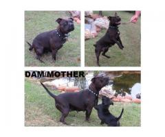 Staffie Terrier puppies for sale (Staffordshire)