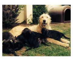 Irish Wolfhound pups for sale