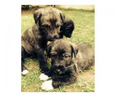 Irish Wolfhound pups for sale
