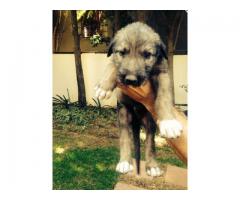 Irish Wolfhound pups for sale