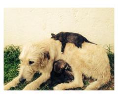 Irish Wolfhound pups for sale