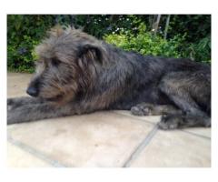 Irish Wolfhound pups for sale