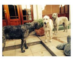 Irish Wolfhound pups for sale