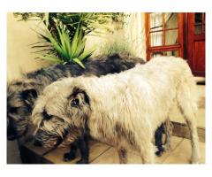 Irish Wolfhound pups for sale