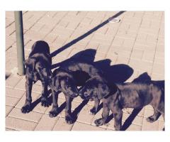 Beautiful black Great Dane Puppies for sale