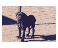Beautiful black Great Dane Puppies for sale