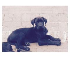 Beautiful black Great Dane Puppies for sale