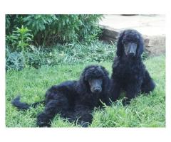 Standard Poodle puppies for sale