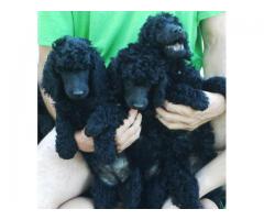 Standard Poodle puppies for sale